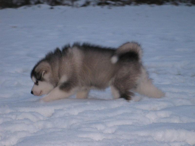 Karo loka6-7vk 082.jpg - Karo 6 vko / 6 weeks